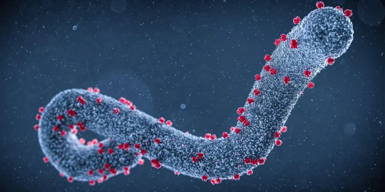 Minisante yatangaje inkomoko ya Marburg mu Rwanda