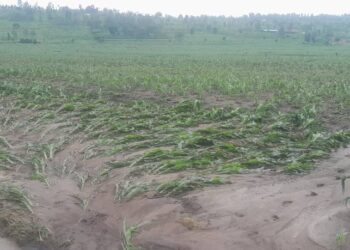 Iyo ushinganishije imyaka yawe mu murima, ibihe bibi ubinyuramo wemye