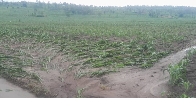 Iyo ushinganishije imyaka yawe mu murima, ibihe bibi ubinyuramo wemye