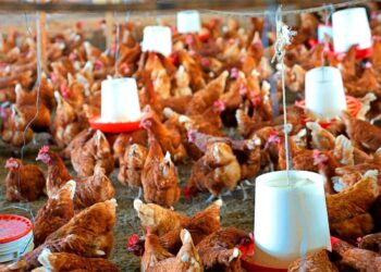 Ubwishingizi bw’amatungo bwabaye inyongeragaciro ku bworozi