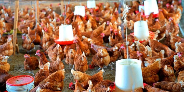 Ubwishingizi bw’amatungo bwabaye inyongeragaciro ku bworozi