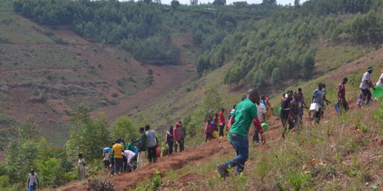 Rwanda Takes Bold Steps Toward Climate Action with Tree Planting and Carbon Credit Initiatives