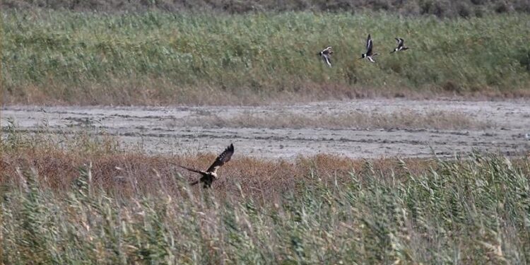 Rwanda Pledges to Restore 1,000 Wetlands to Address Water Crisis and Boost Ecosystem Health