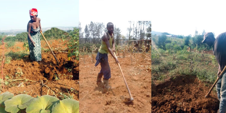 Farmers’ Resilience in the Face of Climate Change in Eastern Rwanda