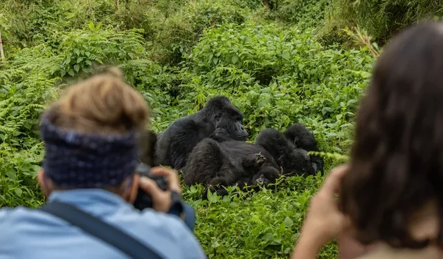 Rwanda earns $647 million from tourism in 2024, driven by gorilla visits and business events