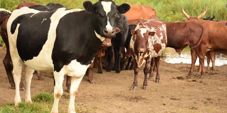 Amafaranga agera kuri Miliyari azakoreshwa muri gahunda ya Gira inka ya 2025/2026