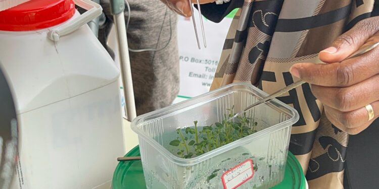 Rwanda Moves Closer to Adopting GMO Potatoes to Boost Yields and Cut Costs