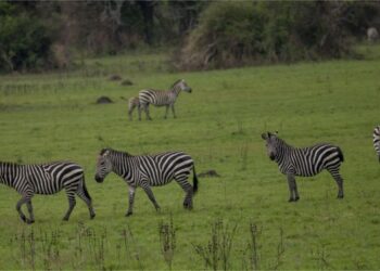 Tujyane muri Parike y’ Akagera imaze imyaka 91 ibayeho.