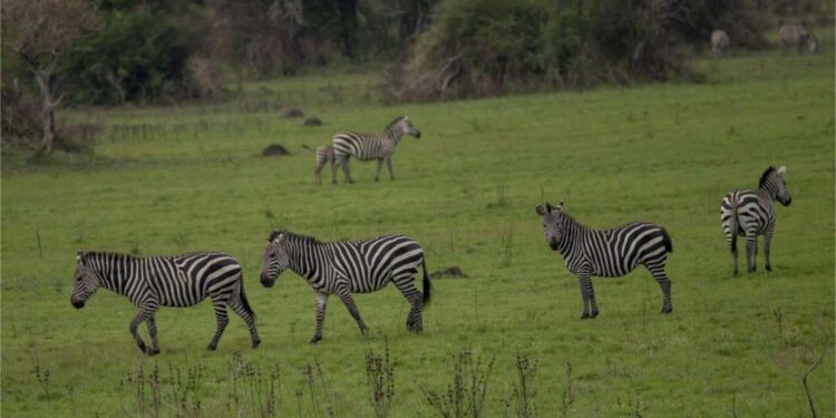 Tujyane muri Parike y’ Akagera imaze imyaka 91 ibayeho.