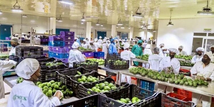 Rwanda’s Domestic Exports Rise by 11.4% in First Quarter of 2025 — NISR Report