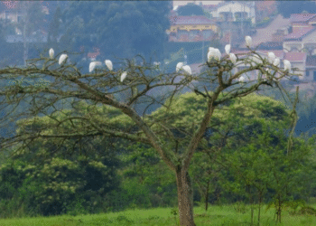 Parike ya Nyandungu yahawe igihembo ku rwego rw’ Isi
