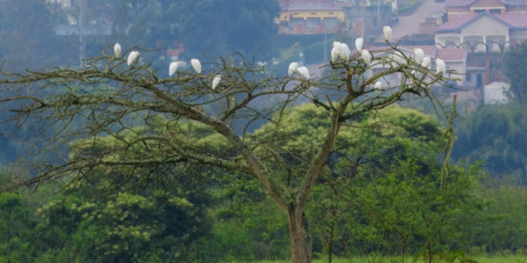 Parike ya Nyandungu yahawe igihembo ku rwego rw’ Isi