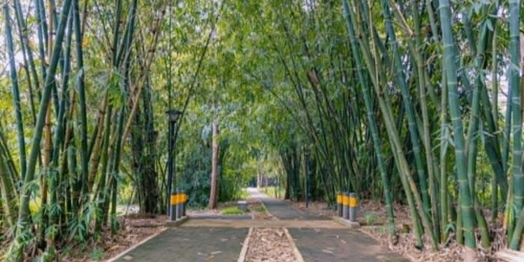 Parike ya Nyandungu yahawe igihembo ku rwego rw’ Isi