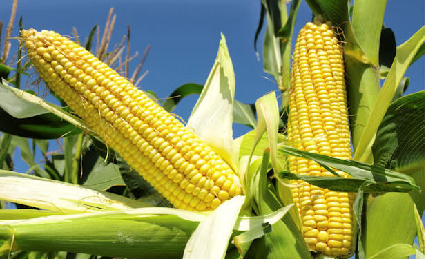 Battling the Fall Armyworm Rwanda Turns to Biotech Maize for a Resilient Harvest