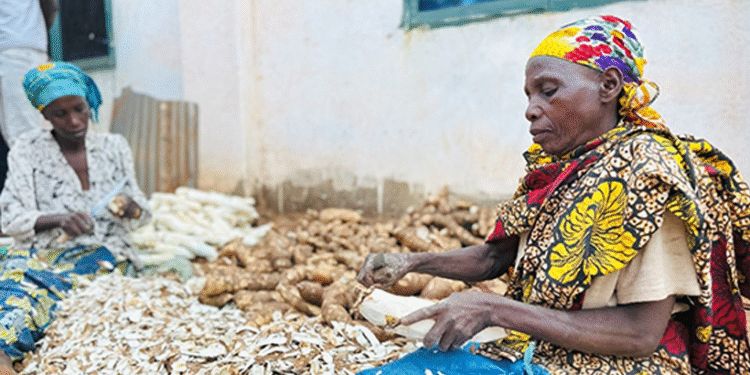 Rwandan Farmers Turn Cassava Peels Into Affordable Livestock Feed