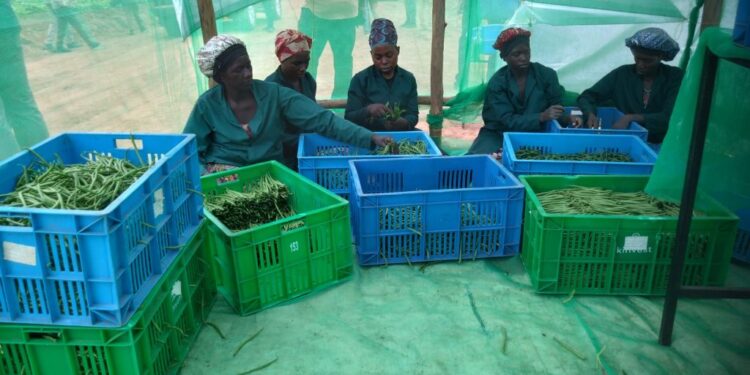 Gabiro Agribusiness Hub Creates Jobs, Boosts Livelihoods in Nyagatare District