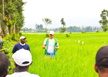 BRALIRWA’s Local Sourcing Strategy Spurs Agriculture, Jobs and Rural Growth