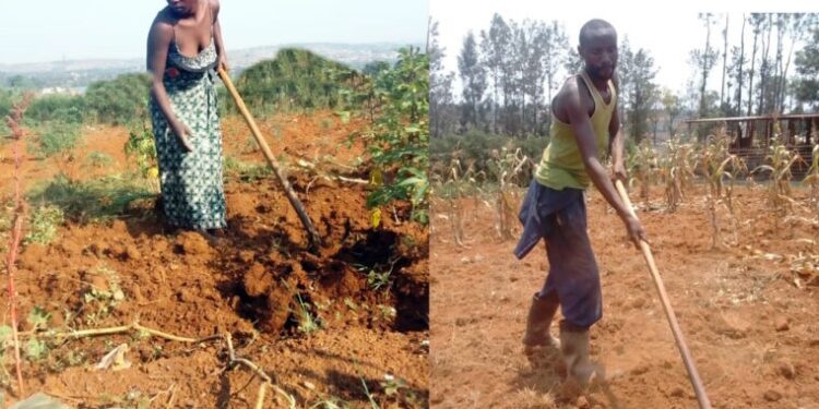 Eastern Farmers Hope for Biotechnology to Combat Climate Challenges and Pests