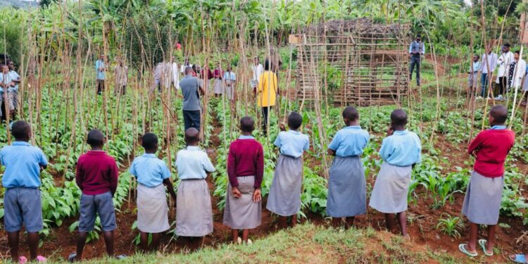 High-Iron Beans Transform Classrooms into Hubs of Health and Learning