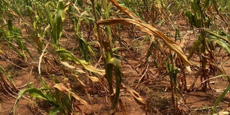 Dry Spell Looms Over Rwanda, Threatening Crops and Water