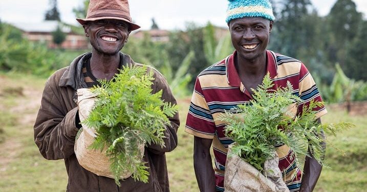 One Acre Fund to Plant 30 Million Trees Across Rwanda Beginning in November