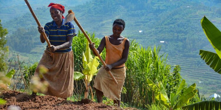 Rwanda Gears Up for 2026A Planting Season Amid Rainy Weather