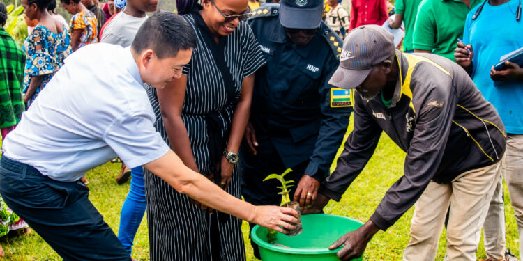 China Backs Gakenke Coffee Farmers in Bid to Boost Production