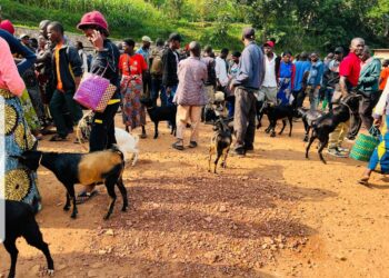 Uko umushinga PRISM wafashije abaturage kuva mu bukene ubaha amatungo 