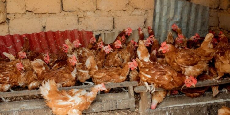 Amatungo magufi Umushinga PRISM yatanze mu Ntara y’Iburengerazuba yakuye benshi mu bukene