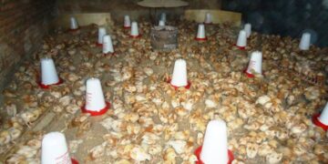 Uko umushinga PRISM wubaka ibikorwa remezo biherekeza amatungo magufi  utanga