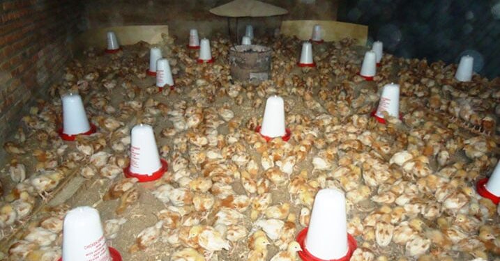 Uko umushinga PRISM wubaka ibikorwa remezo biherekeza amatungo magufi  utanga