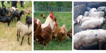 Abagenerwabikorwa ba PRISM bavumbuye uburyo bishakira igisubizo ku kibazo cy’ibiryo by’amatungo