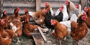 Ibikorwa by’ umushinga PRISM mu ntara y’ Amajyepfo (Video)