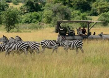 Pariki y’Akagera yinjije miliyari zirenga 1,9 Frw mu gihembwe cya mbere cya 2026