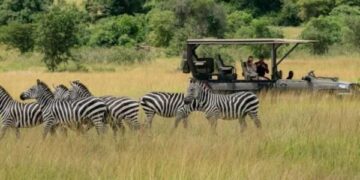 Pariki y’Akagera yinjije miliyari zirenga 1,9 Frw mu gihembwe cya mbere cya 2026