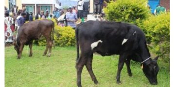 Rubavu: Hatangiye kubakwa ivuriro ry’amatungo rizatwara miliyoni zirenga 53 Frw